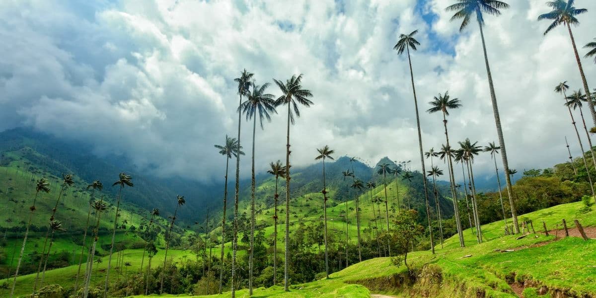 salento cocora valley