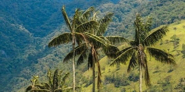 Wax-Palms-Colombia