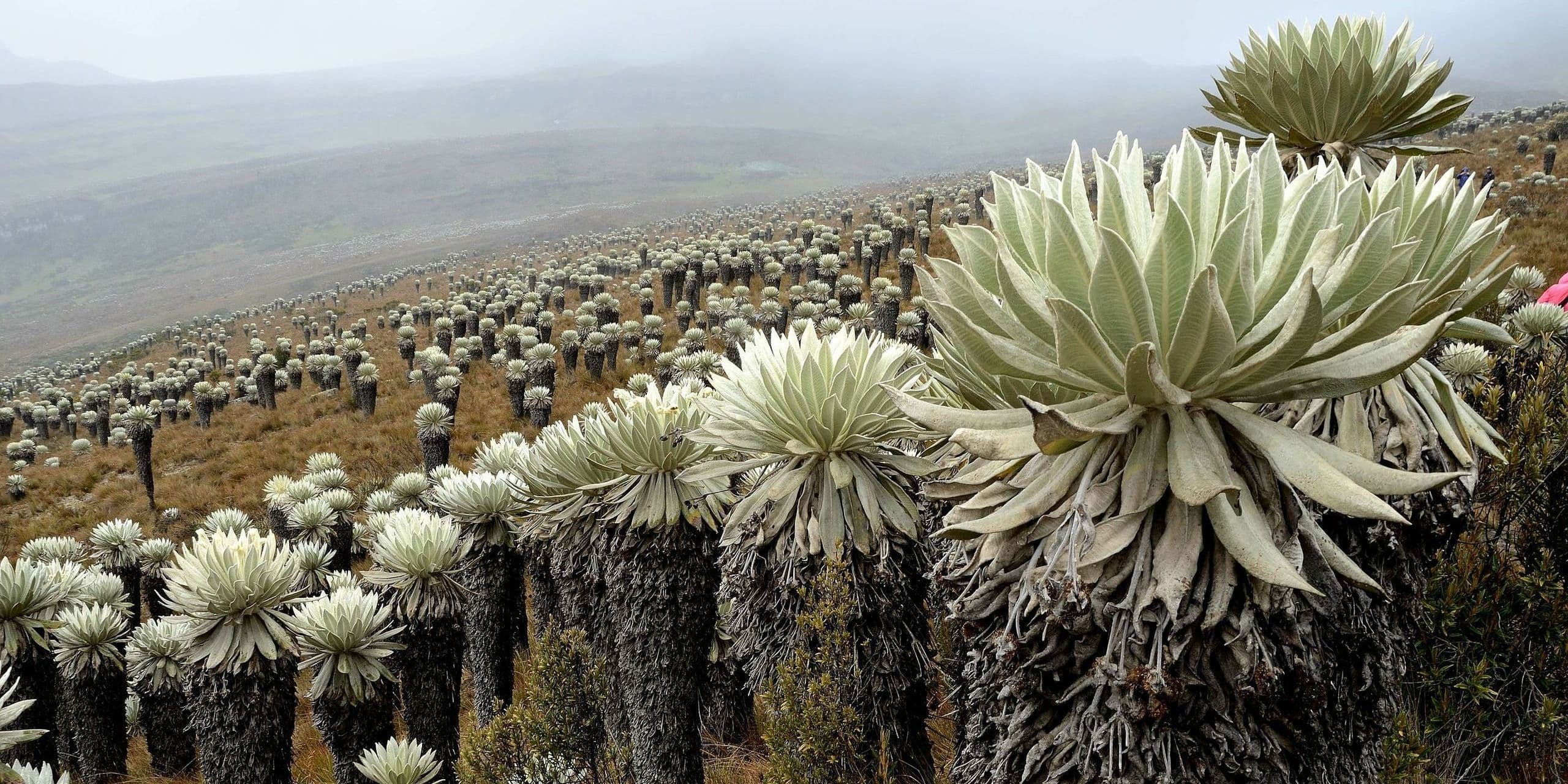 Paramos-Colombia-Bogota